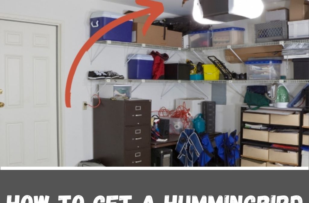 How to Get a Hummingbird out of Your Garage