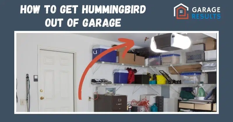Hummingbird flying inside a garage near an open exterior door